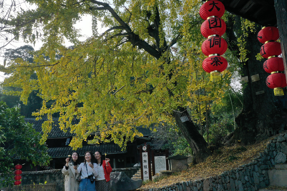 侗寨 千年 银杏 “披金” 引客来