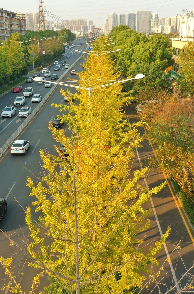 芙蓉北路 银杏树