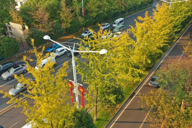 芙蓉北路 银杏树