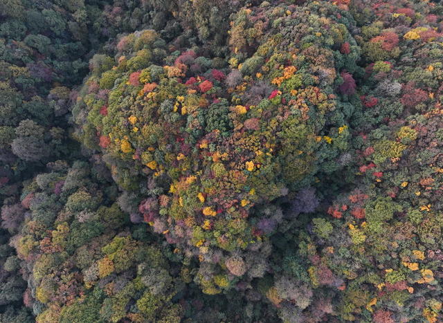 自然保护区 生物多样性 原始森林 张家界 桑植八大公山
天平山 斗蓬山