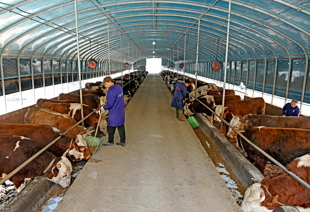 小额信贷  养殖 牛 金融  银行 农业  农民 经济 特色农业生产  金融助农