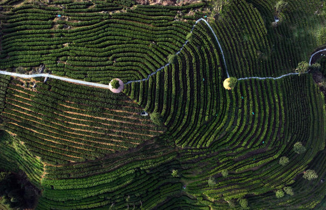 春茶 茶农 采摘