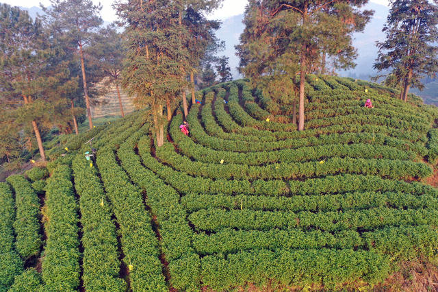春茶 茶农 采摘