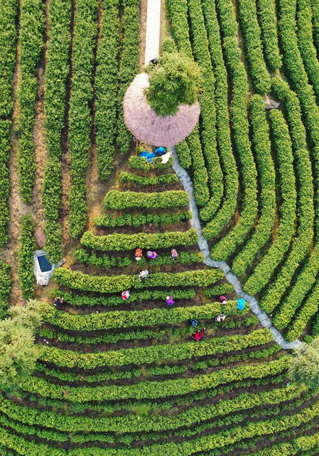 春茶 茶农 采摘