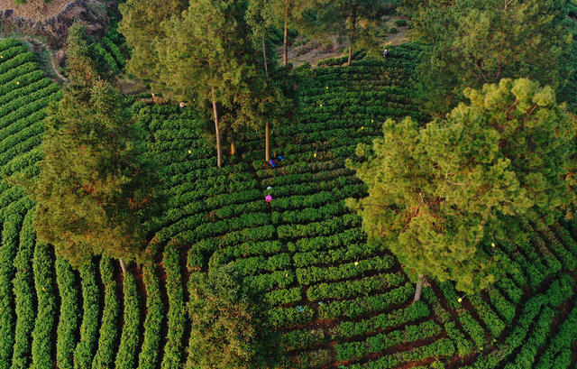 春茶 茶农 采摘