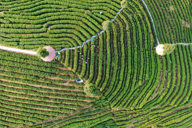 春茶 茶农 采摘