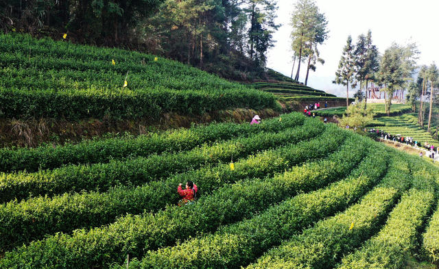 春茶 茶农 采摘