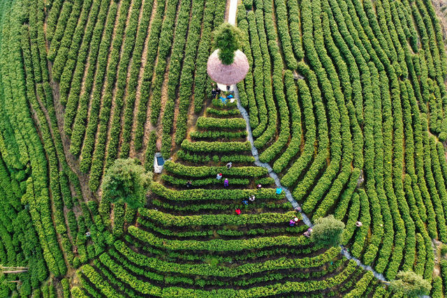 春茶 茶农 采摘