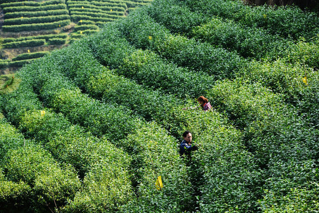 春茶 茶农 采摘