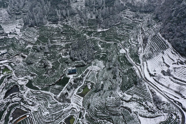 雪景 茶乡 如画