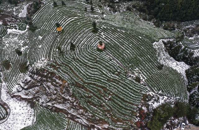 雪景 茶乡 如画