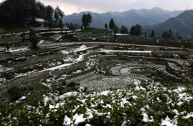 雪景 茶乡 如画