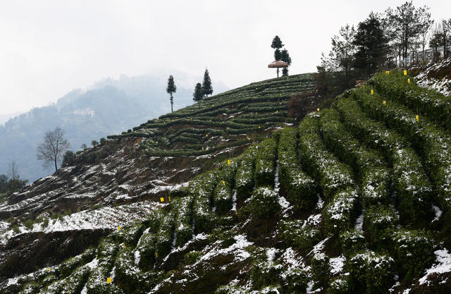雪景 茶乡 如画