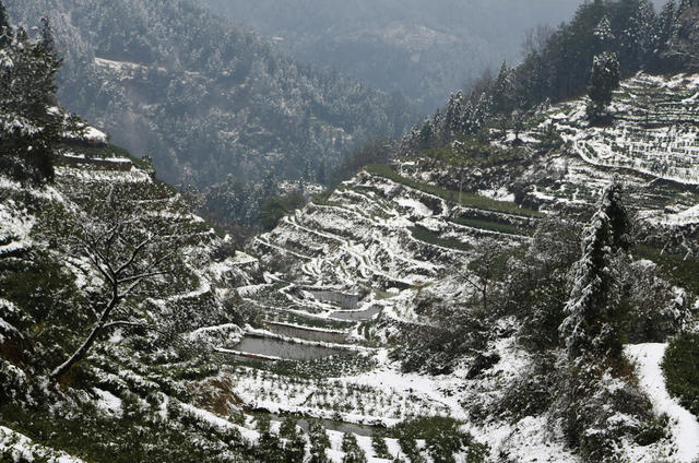 雪景 茶乡 如画