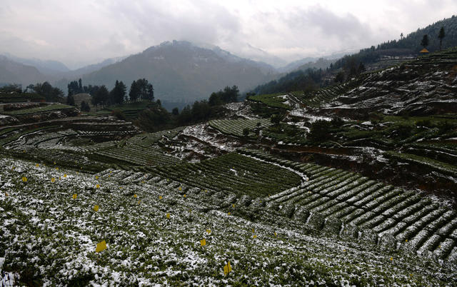 雪景 茶乡 如画