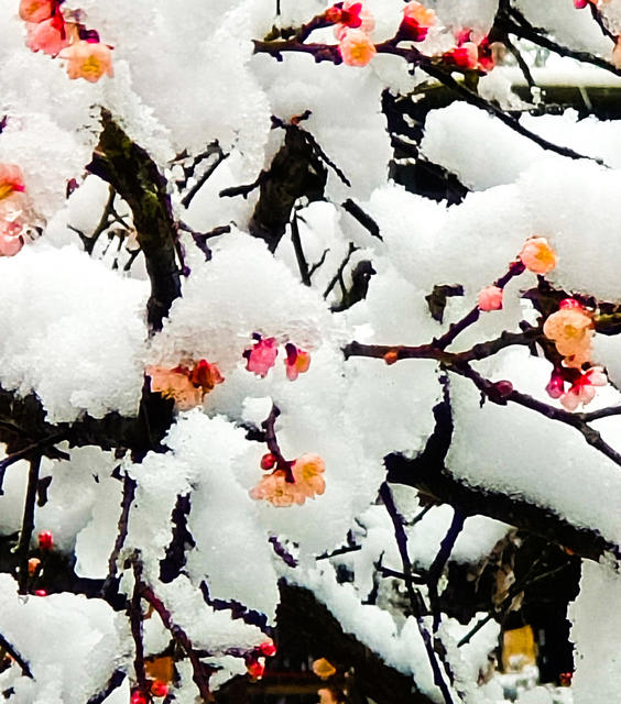 雪峰山  山背梯田  冰冻  
怀化 大雪