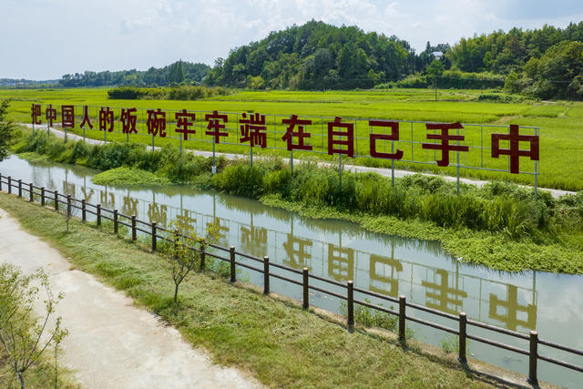 长沙县 江背镇 五福村 袁隆平 稻田艺术 稻田画 农村 农业 粮食安全 农业 农村 乡村 振兴