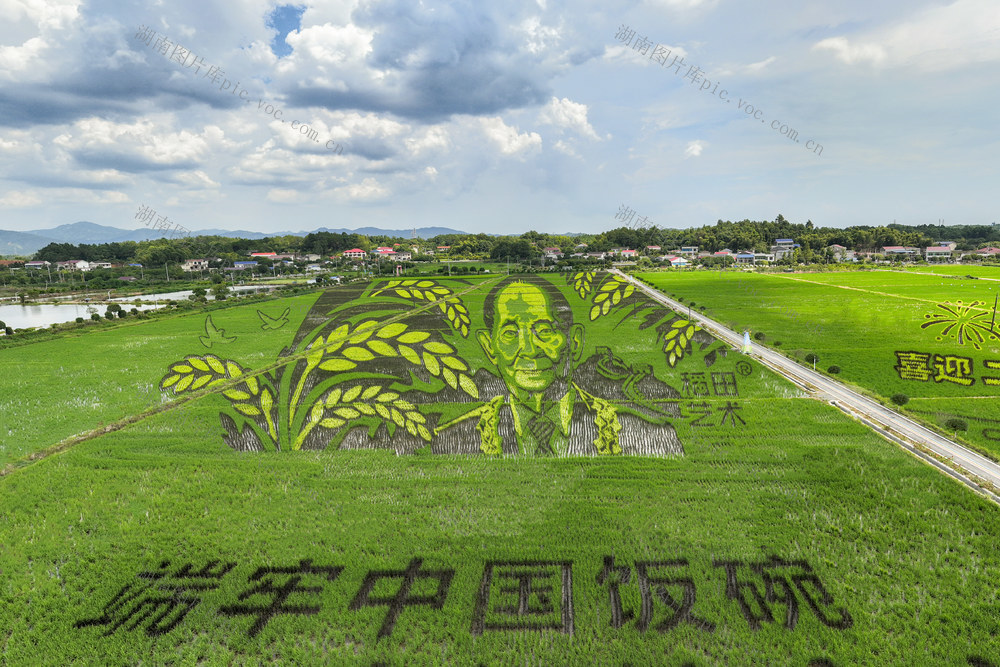 长沙县 江背镇 五福村 袁隆平 稻田艺术 稻田画 农村 农业 粮食安全 农业 农村 乡村 振兴