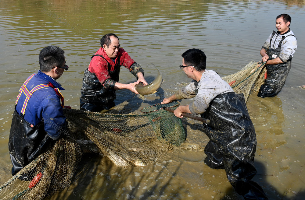 捕鱼 生态养殖 农村 农民 水产 市场 水塘 年货市场 商业