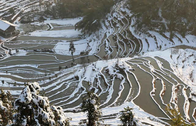 梯田 雪后 雪景
