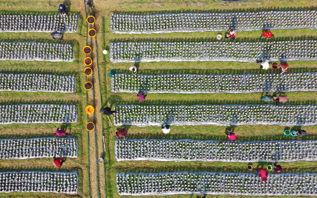 木耳 稻田 轮作 采摘 市场