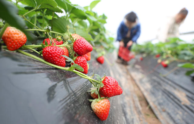草莓 采摘