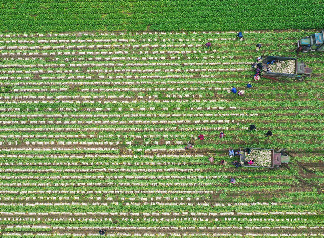 萝卜 采收 市场