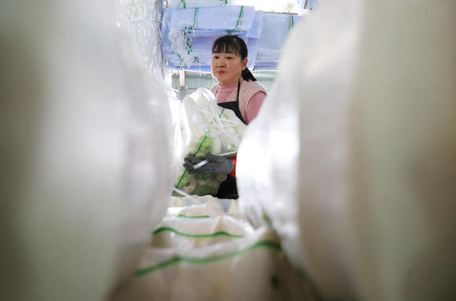 萝卜 采收 市场