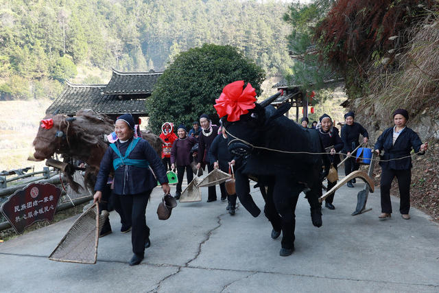 侗族 传统 “春牛” 闹春  喜庆 欢乐