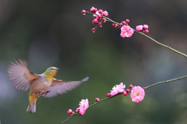 春 鸟 花