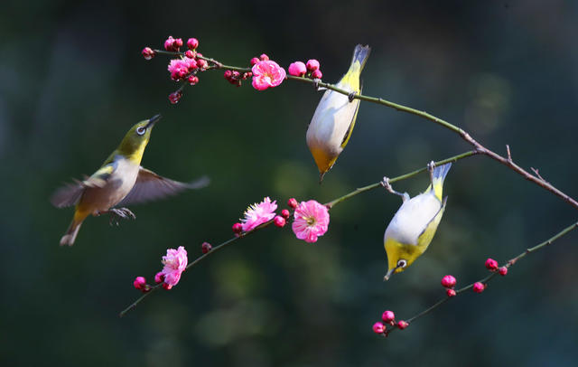 春 鸟 花