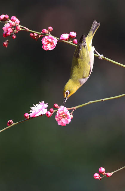 春 鸟 花