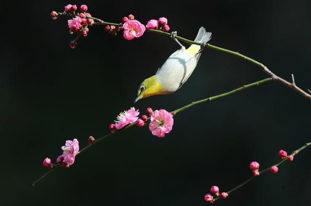 春 鸟 花