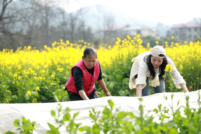 农民 春暖 花开 田地 管护 劳作忙