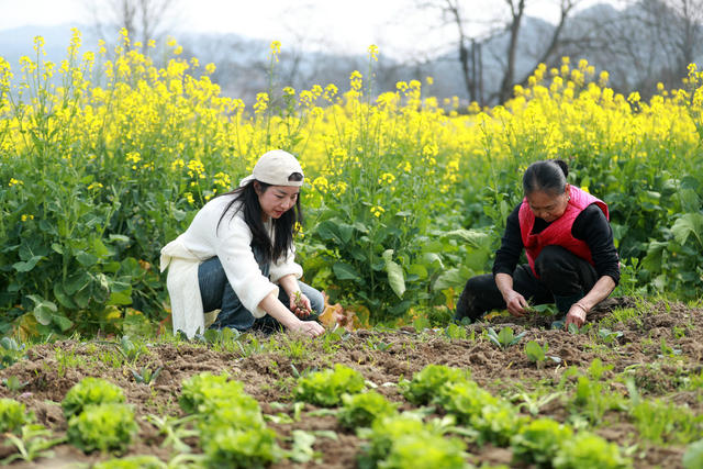 农民 春暖 花开 田地 管护 劳作忙