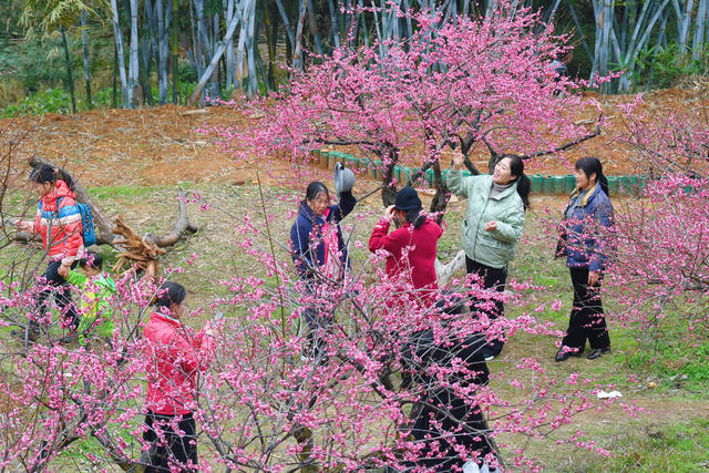 春季 赏梅 