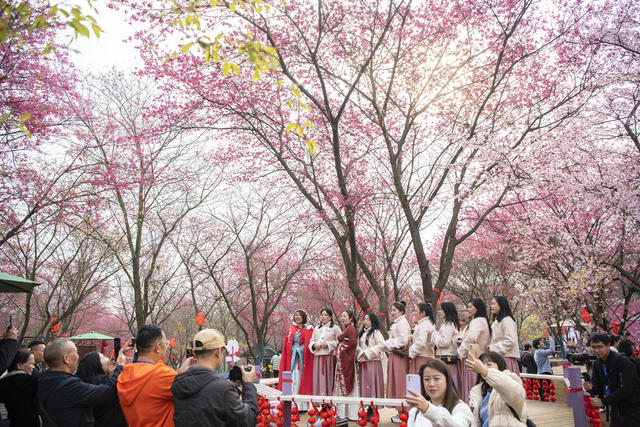 千亩樱花迎春绽放