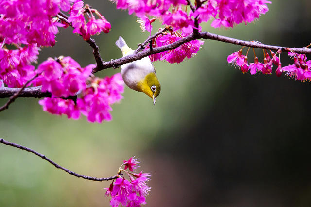 绣眼 樱花 春天