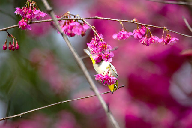 绣眼 樱花 春天