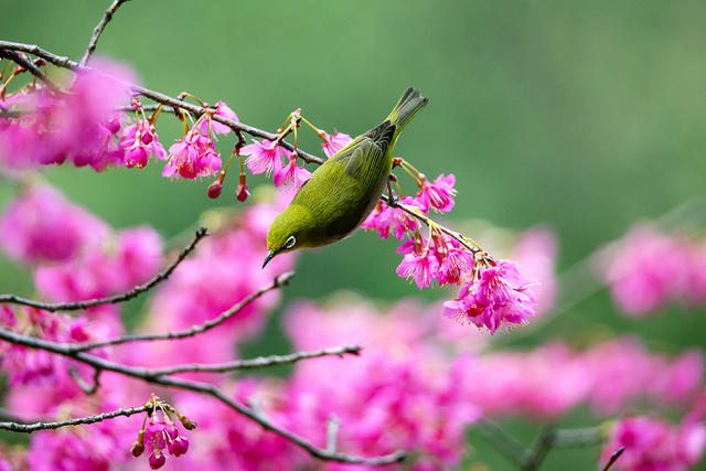 绣眼 樱花 春天
