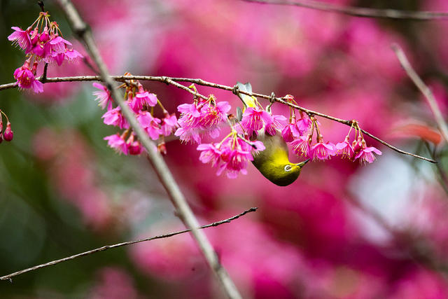 绣眼 樱花 春天