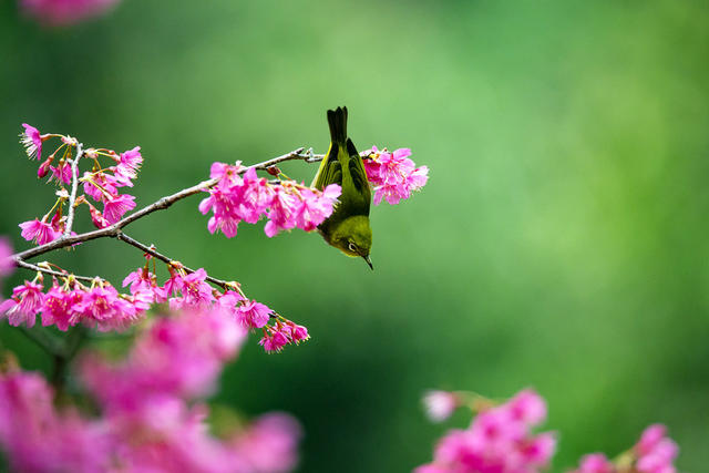 绣眼 樱花 春天