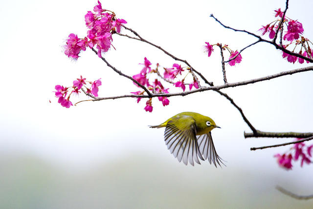 绣眼 樱花 春天