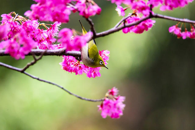 绣眼 樱花 春天