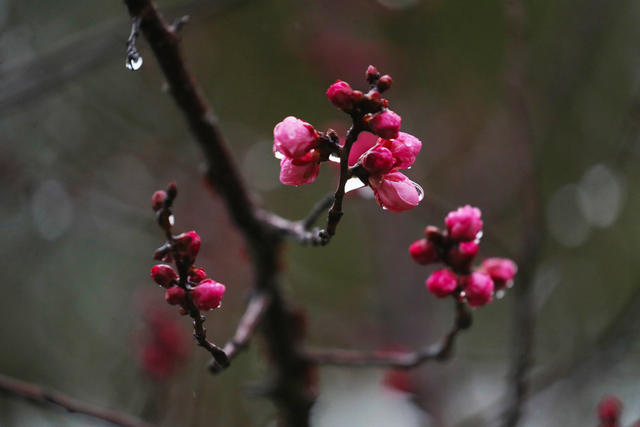 梅花   春雨   美景