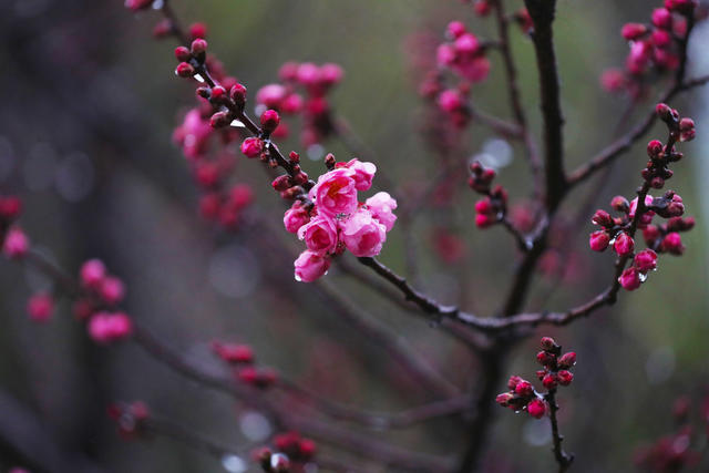 梅花   春雨   美景