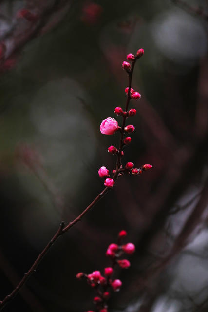 梅花   春雨   美景