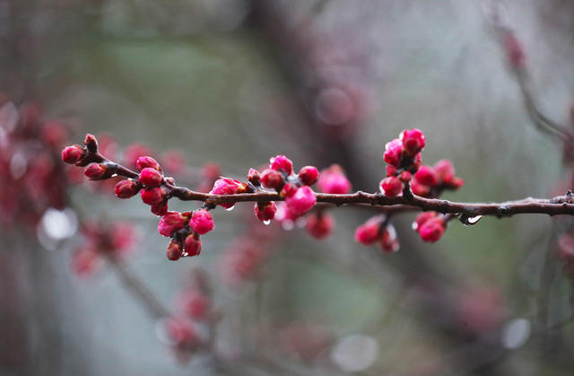 梅花   春雨   美景
