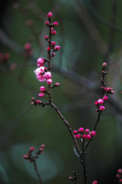 梅花   春雨   美景