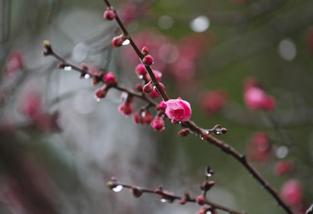 梅花   春雨   美景